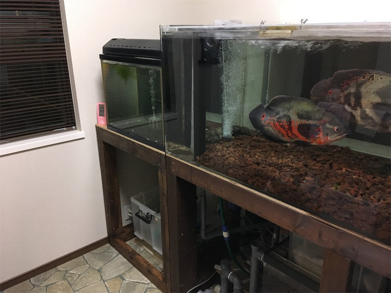 180cm水槽の横に設置した自作水槽台の全体配置