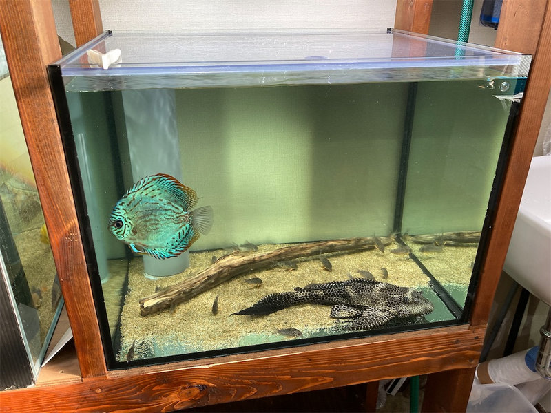 ガラス水槽で飼育している30cm超のセルフィンプレコ