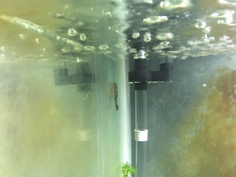 セルフィンプレコ幼魚を水槽に導入した直後の様子