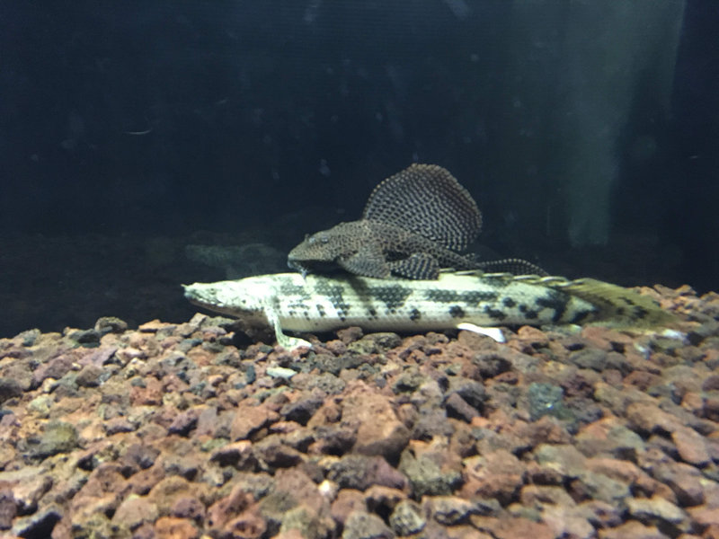 ポリプテルスを舐めるセルフィンプレコの様子