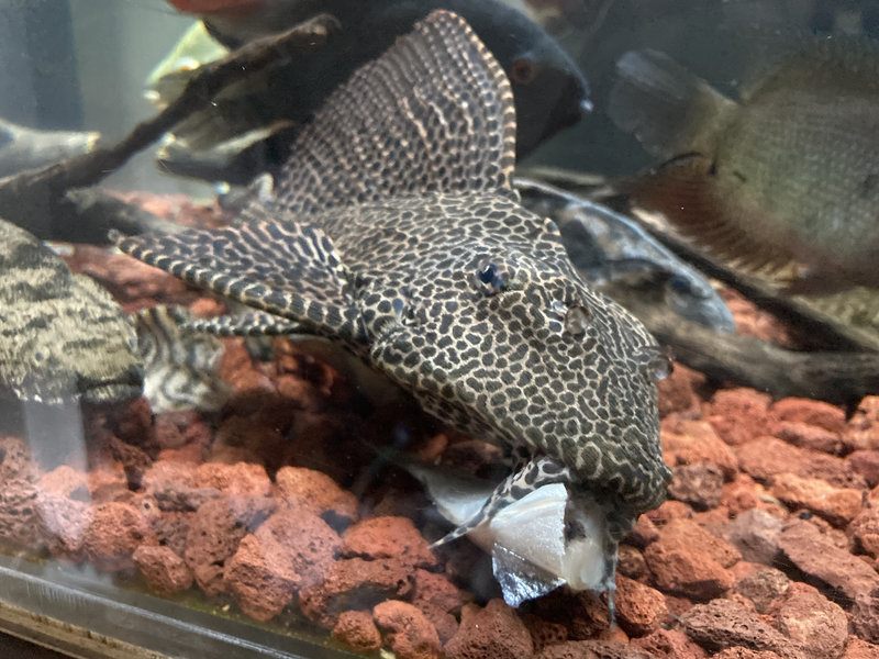 大型魚の餌として入れたアジの切り身を舐めるセルフィンプレコの様子