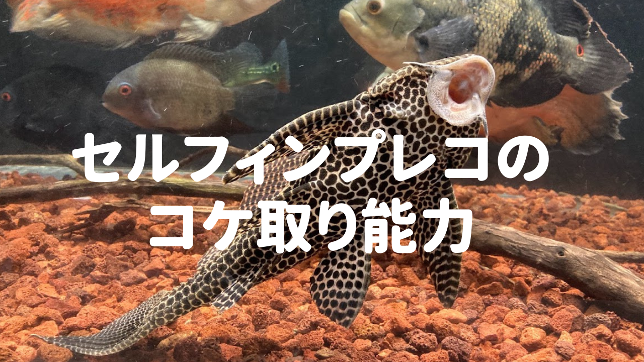 セルフィンプレコが水槽内のコケを食べている様子