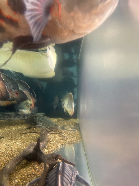 30cmを超えたセルフィンプレコによって付いたアクリル水槽の細かい傷