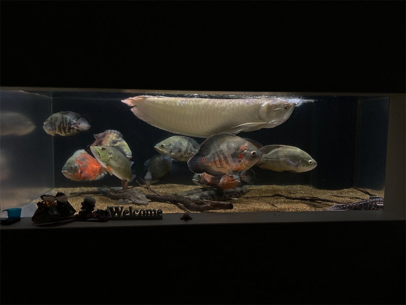 正面から見たセルフィンプレコ飼育中のアクリル水槽