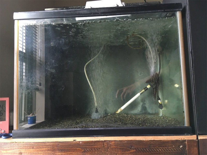 セルフィンプレコ導入7日目で苔がほぼ消えた水槽