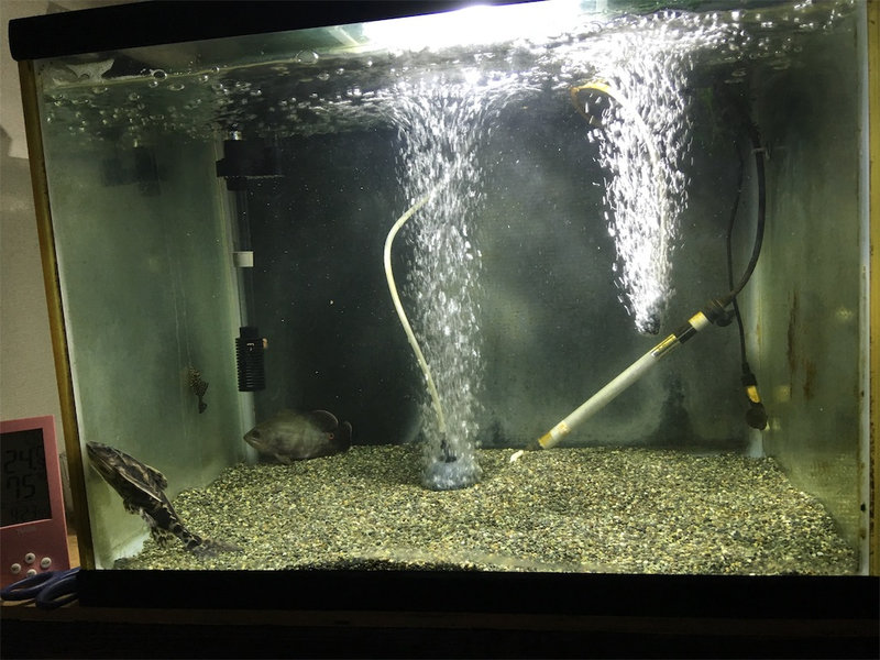セルフィンプレコ導入6日目で苔が大幅に減少した水槽