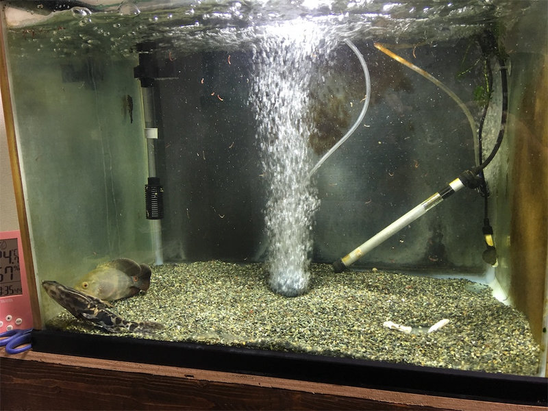 セルフィンプレコ導入4日目で苔が減り始めた水槽の様子