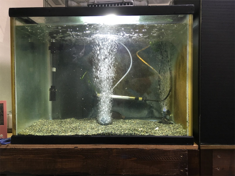 セルフィンプレコ導入2日目の苔の状態が変わらない水槽