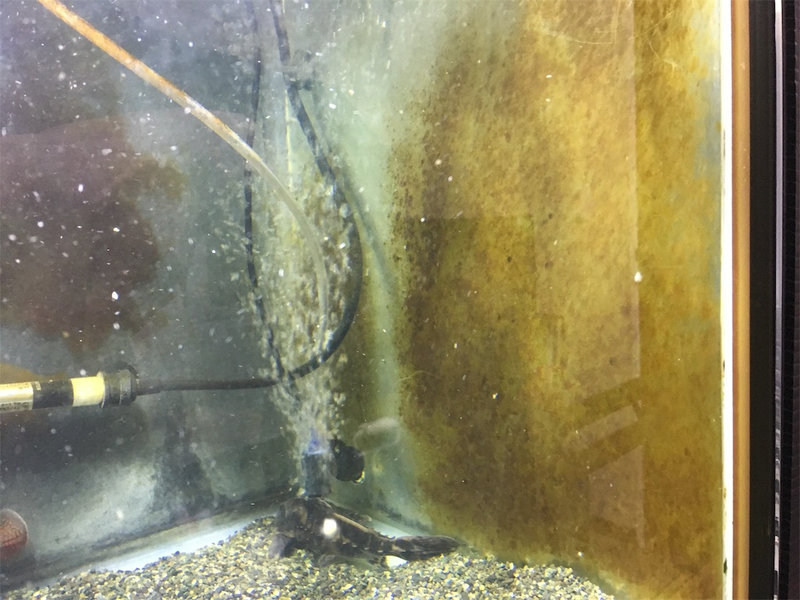 苔が多く付着したセルフィンプレコ導入初日の水槽