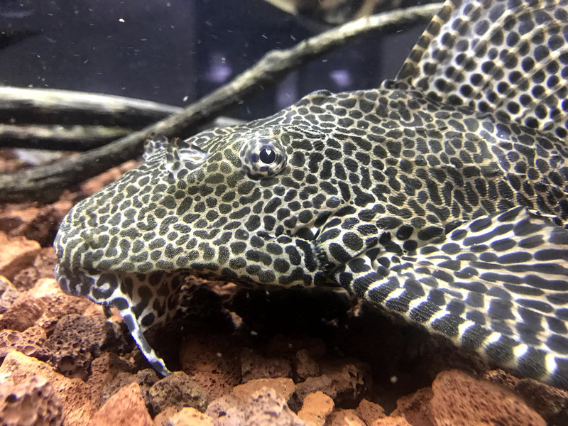 30㎝以上あるセルフィンプレコの顔