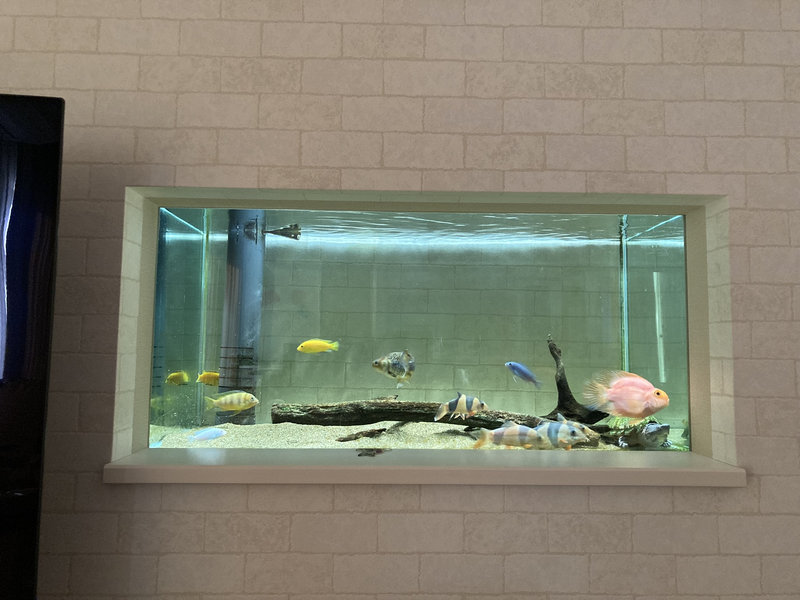 埋め込み水槽を正面から見た様子。