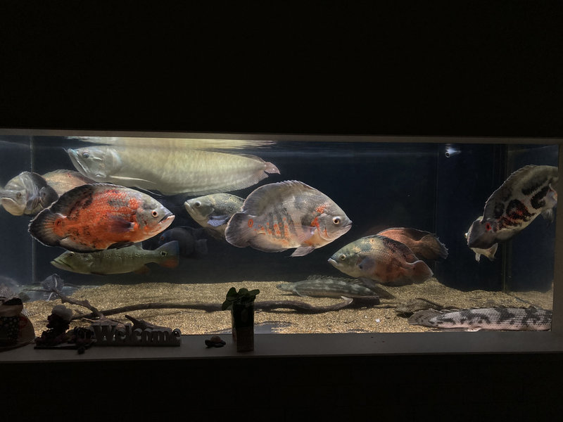 正面から見たアクリル水槽、傷は目立たないが水越しに見ると輪郭がぼやっとして透明感がやや曇った状態