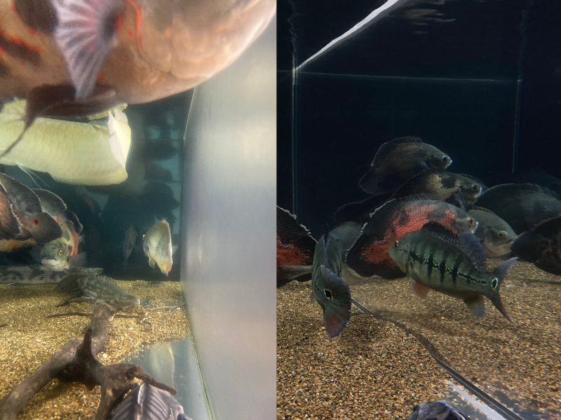 左が研磨前、右が研磨後の透明感が戻ったアクリル水槽