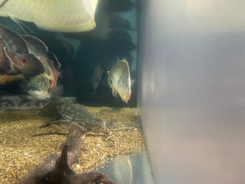 側面から見たアクリル水槽、傷によりすりガラスのように白く曇った状態