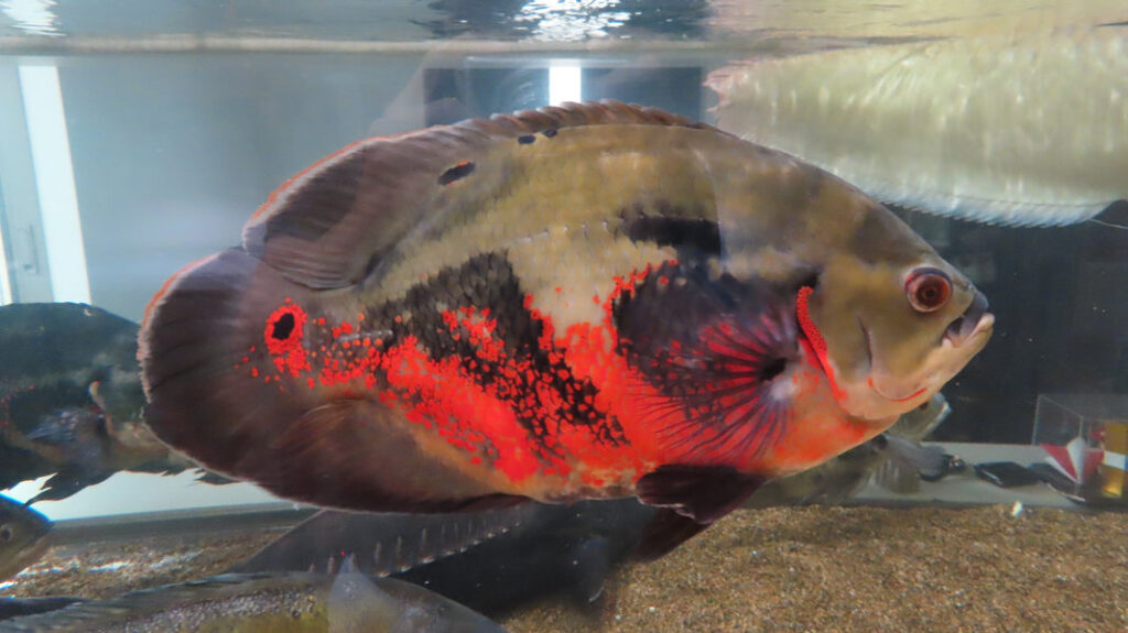 下腹部が真っ赤に染まったレッドベリーオスカー