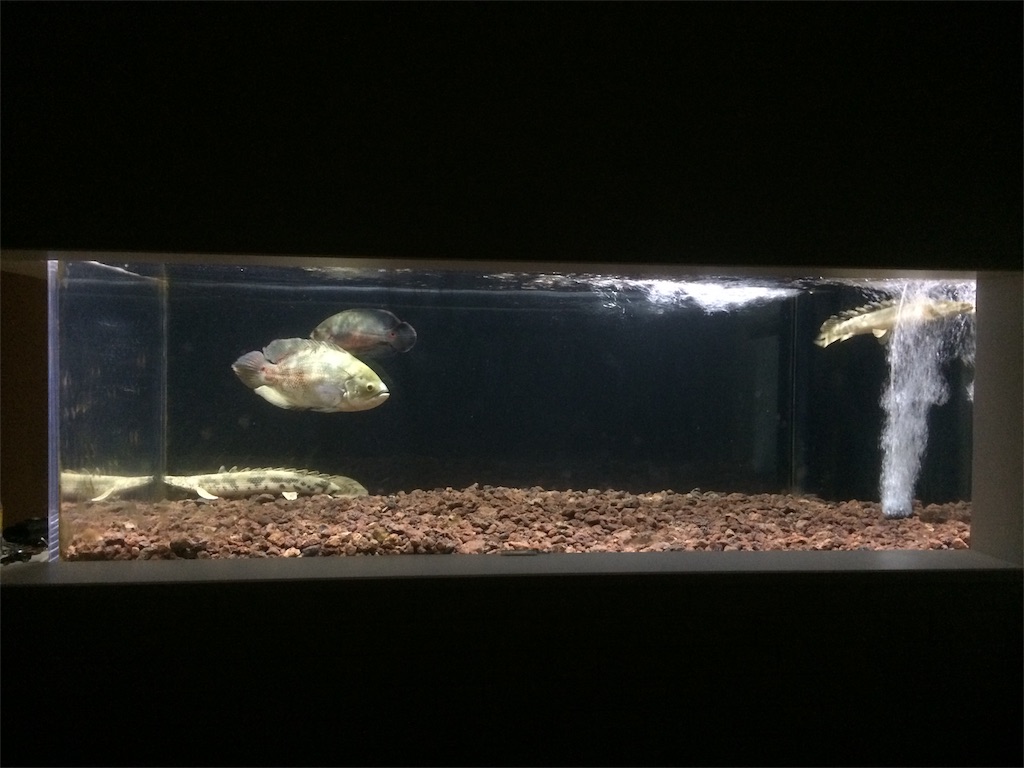 f:id:runx9922:20180312065237j:image 大型魚水槽に溶岩砂利を敷いたレイアウト