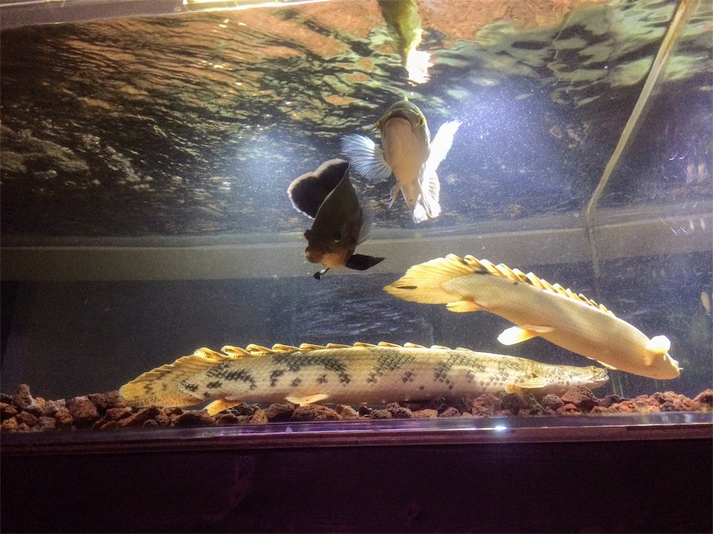 f:id:runx9922:20180401182256j:image 溶岩砂利水槽で飼育しているポリプテルス