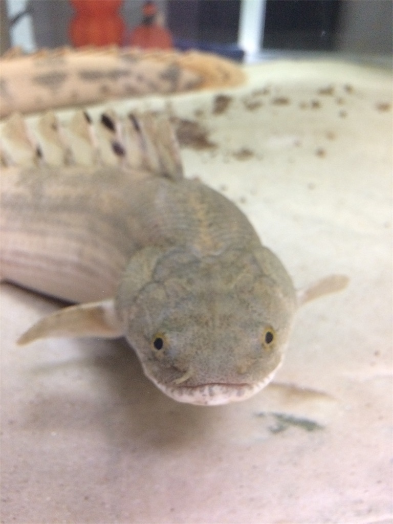 f:id:runx9922:20180401182700j:image 珪砂を入れた水槽で飼育しているポリプテルス