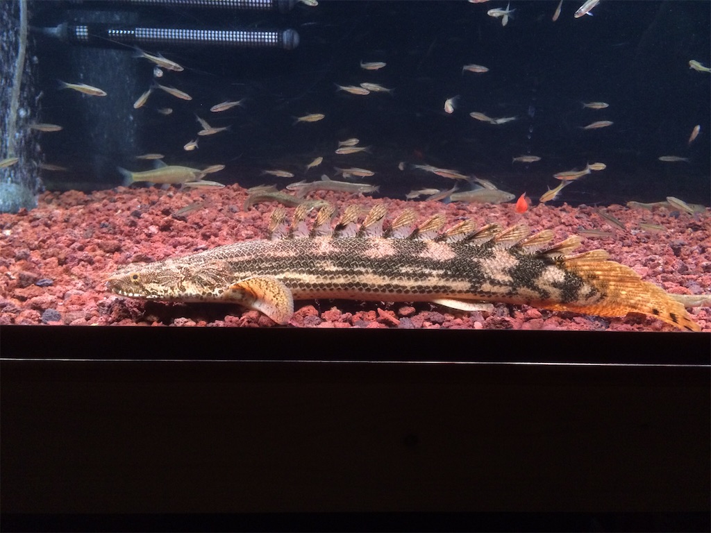 f:id:runx9922:20180401182801j:image 溶岩砂利水槽で発色が鮮やかなポリプテルス
