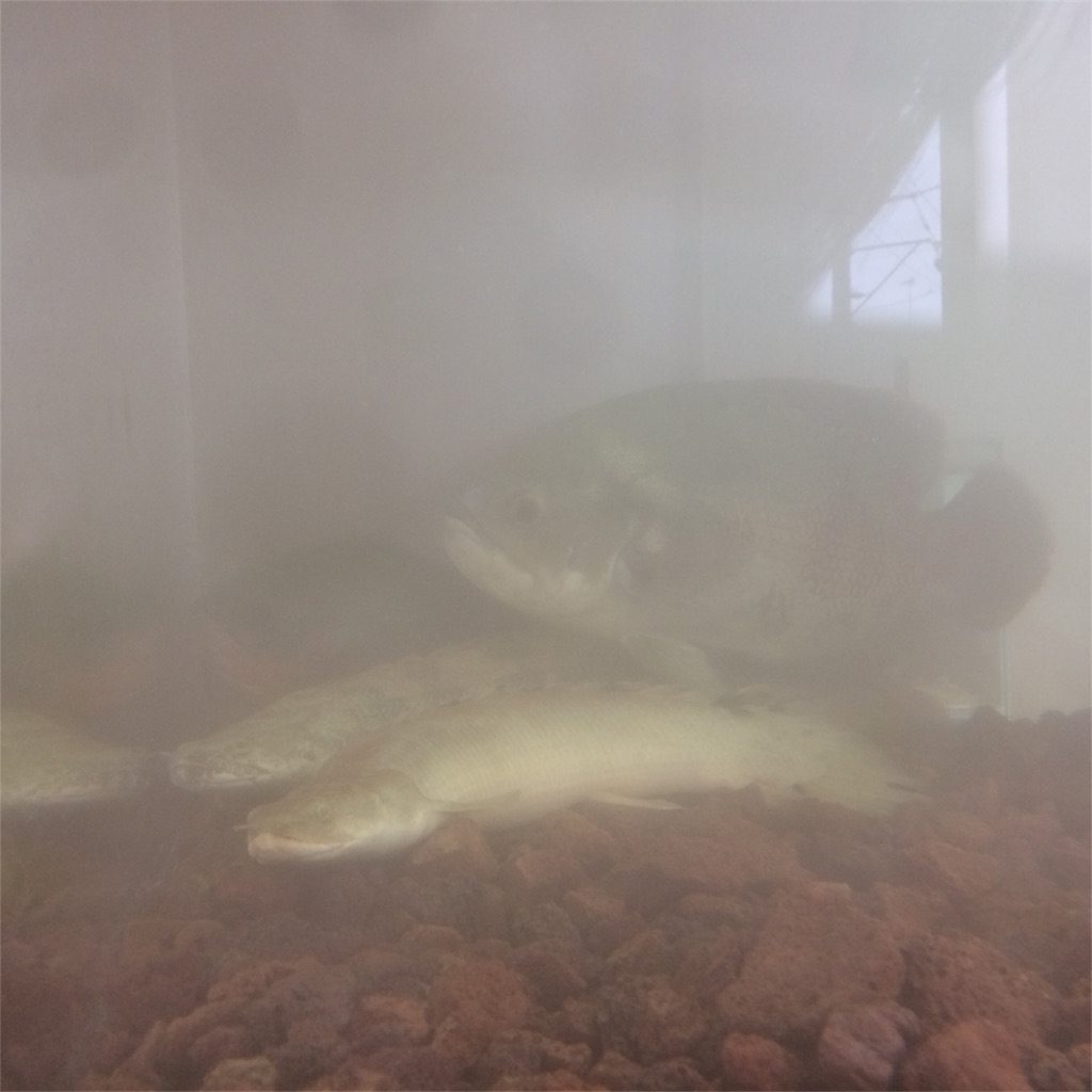 f:id:runx9922:20180402154753j:image 園芸用溶岩砂利を洗った直後の水槽の濁り