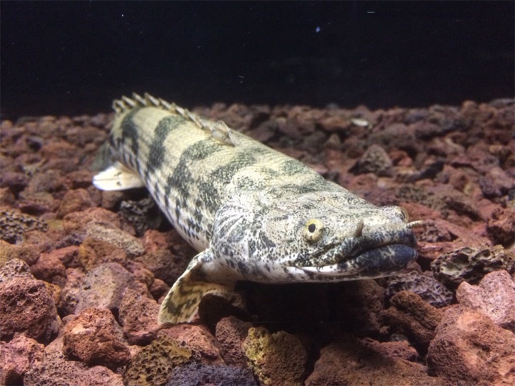 f:id:runx9922:20180402160257j:image 溶岩砂利で飼育しているエンドリケリー