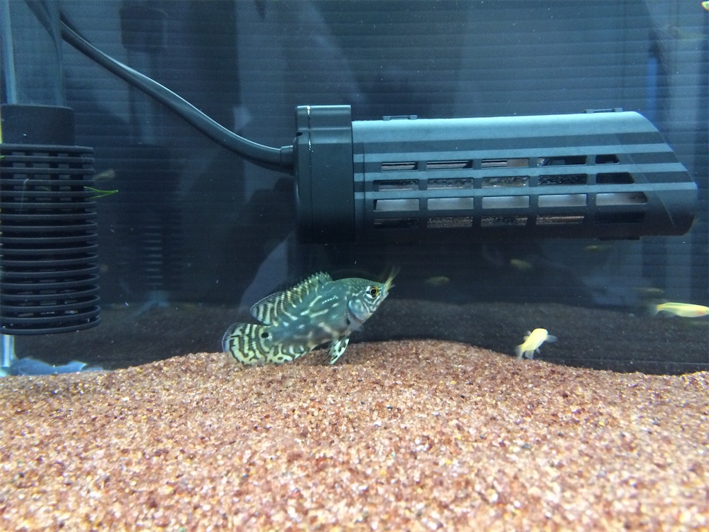 f:id:runx9922:20180429063653j:image オスカー幼魚 2013年12月10日