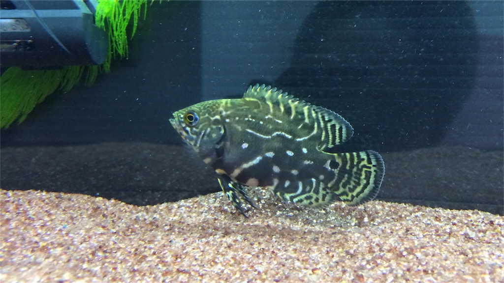 f:id:runx9922:20180429063811j:image オスカー幼魚 2013年12月17日