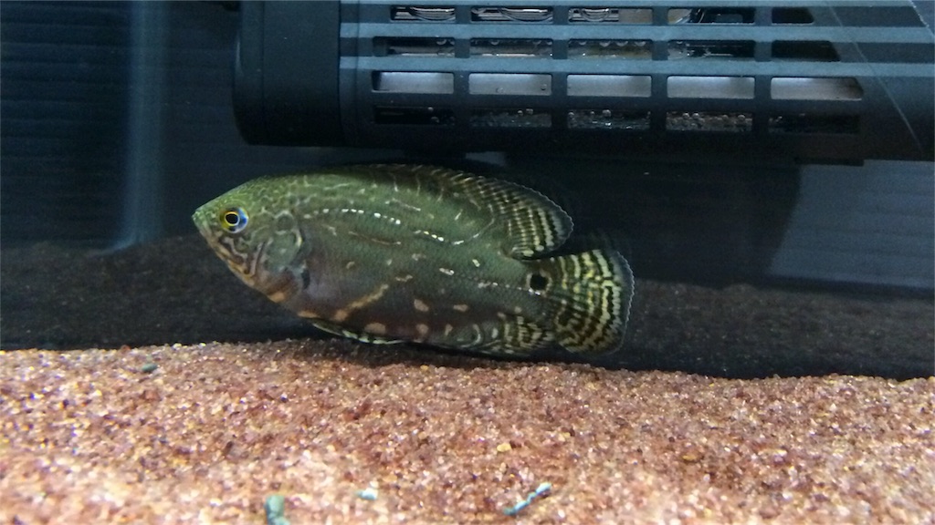 f:id:runx9922:20180429063836j:image オスカー幼魚 2013年12月23日