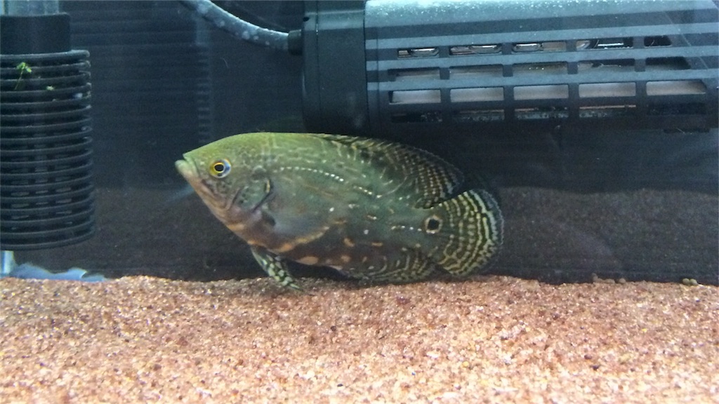 f:id:runx9922:20180429063944j:image オスカー幼魚 2013年12月31日