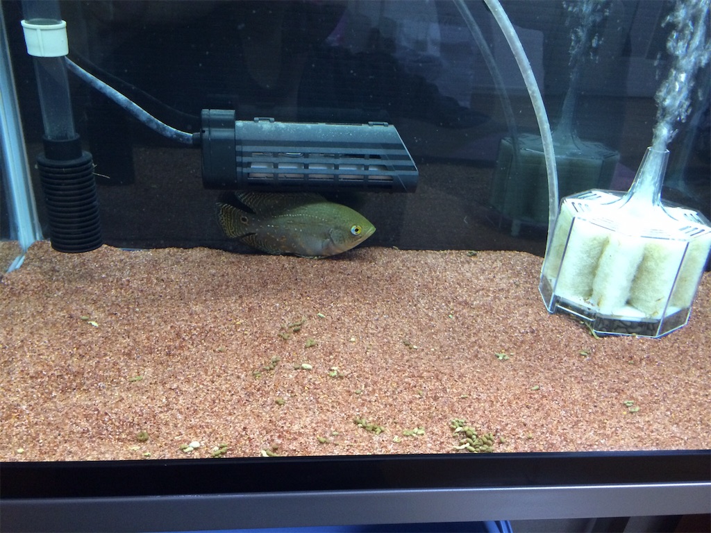 f:id:runx9922:20180429064013j:image オスカー幼魚 2014年1月4日