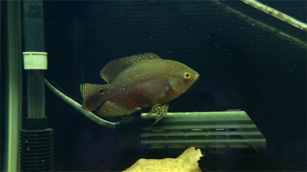 f:id:runx9922:20180429064101j:image オスカー幼魚 2014年1月10日