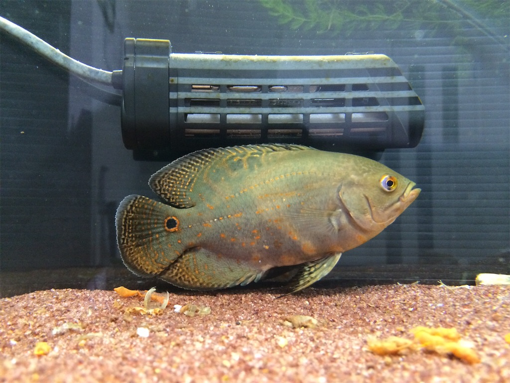 f:id:runx9922:20180429064126j:image オスカー幼魚 2014年1月24日