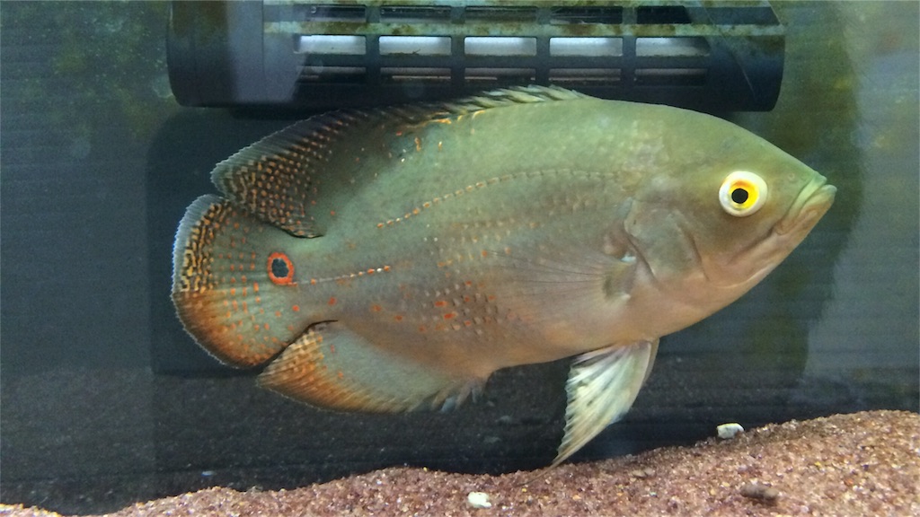 f:id:runx9922:20180429064215j:image オスカー幼魚 2014年2月19日