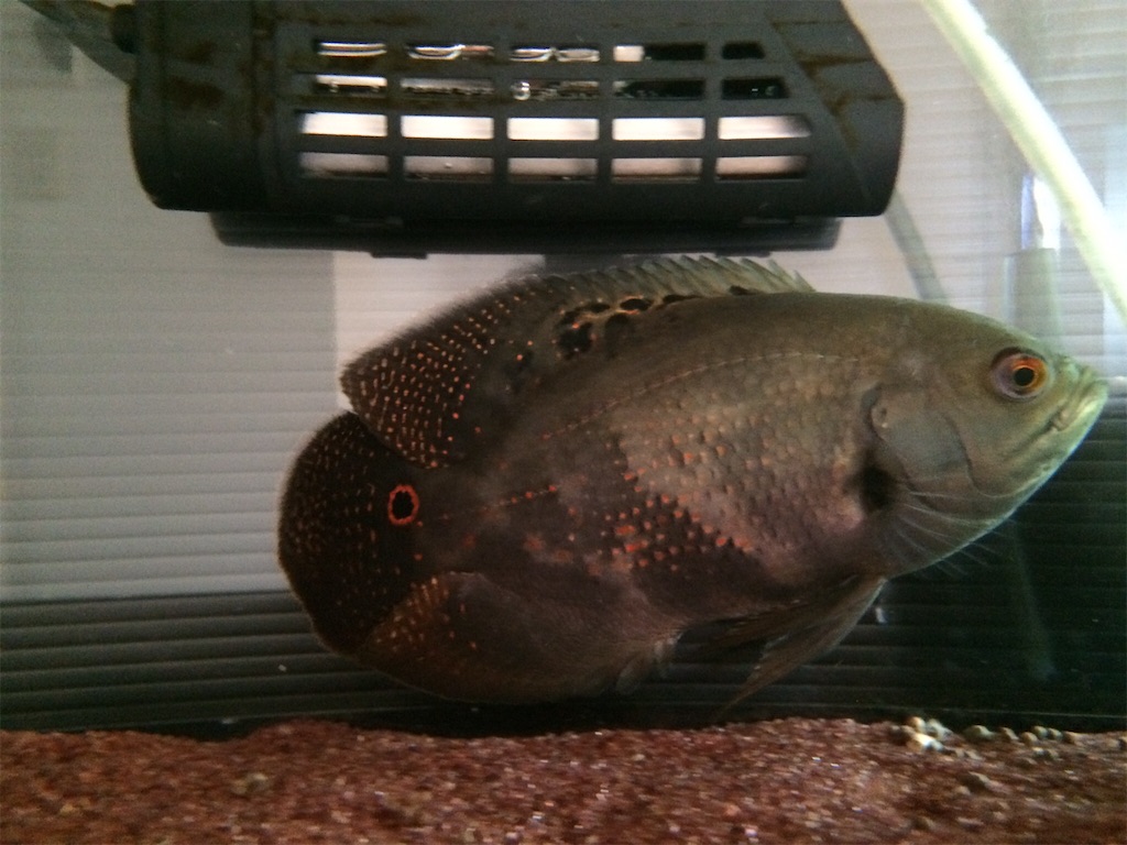 f:id:runx9922:20180429064238j:image オスカー幼魚 2014年2月28日