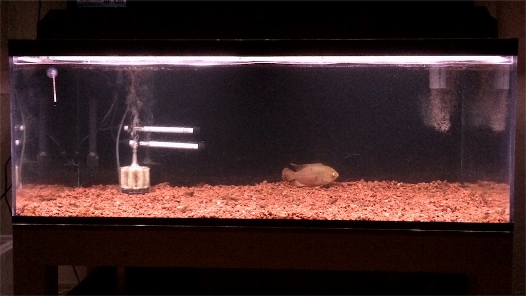 f:id:runx9922:20180429065108j:image オスカー幼魚 2014年3月4日