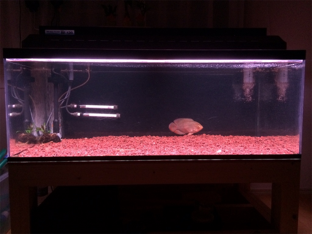 f:id:runx9922:20180429065213j:image オスカー幼魚 2014年3月27日