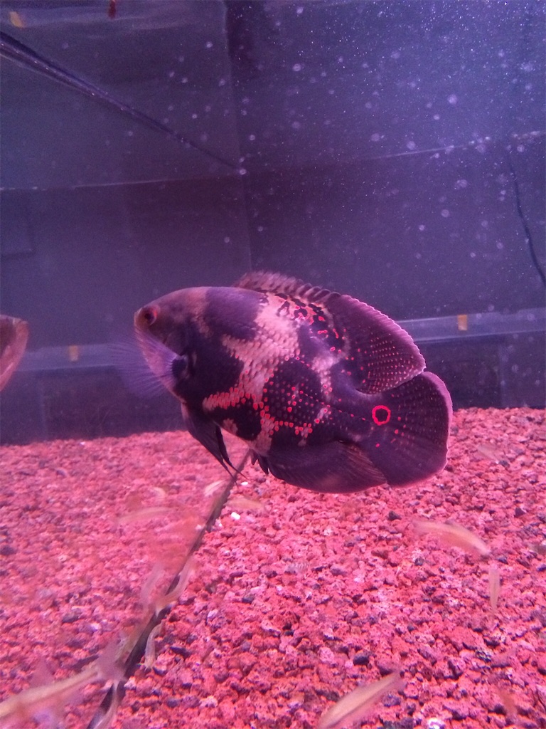 f:id:runx9922:20180429065547j:image オスカー幼魚 2014年5月10日