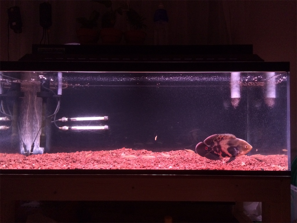 f:id:runx9922:20180429065633j:image オスカー幼魚 2014年5月24日