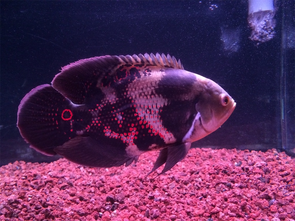 f:id:runx9922:20180429065936j:image オスカー幼魚 2014年7月28日