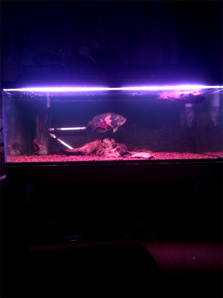 f:id:runx9922:20180429070036j:image オスカー幼魚 2014年11月17日