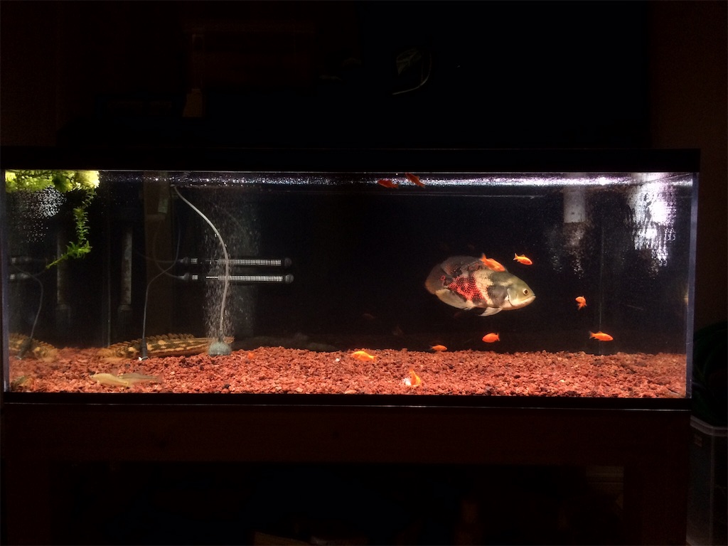 f:id:runx9922:20180429070136j:image オスカー 1年経過 2014年12月10日