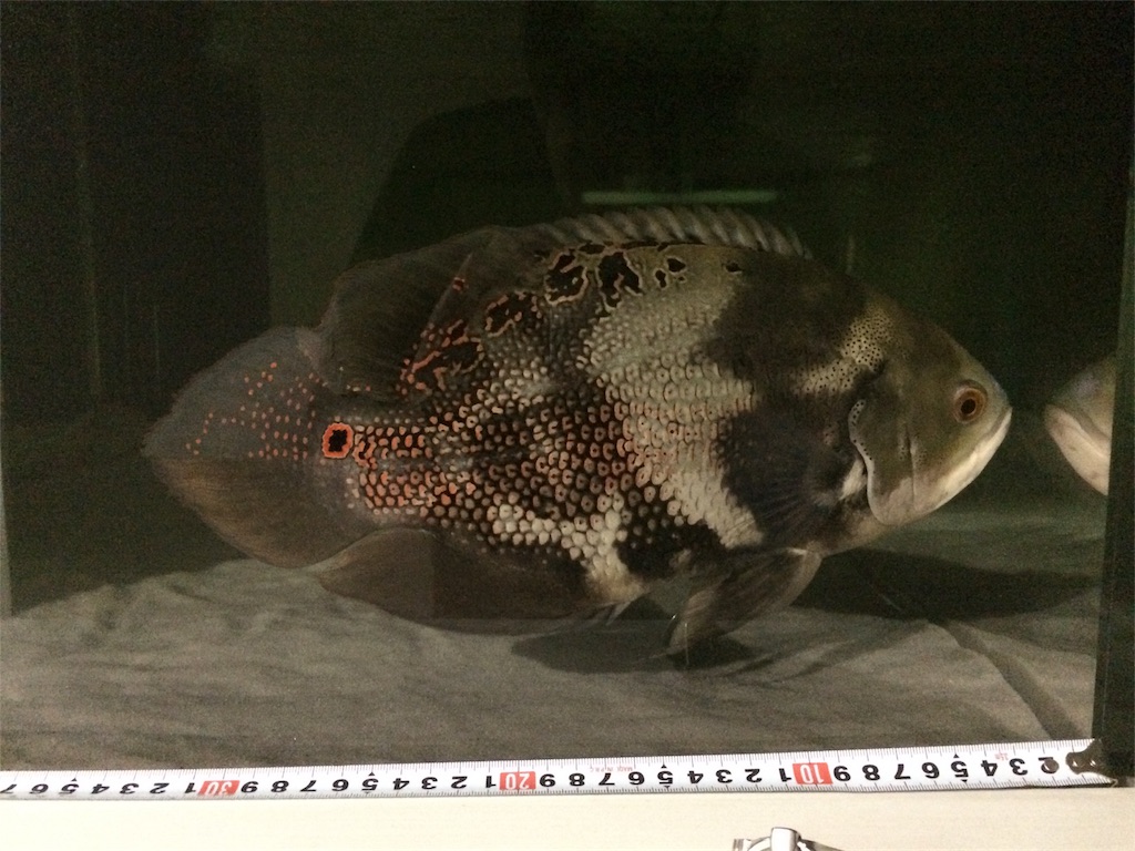 f:id:runx9922:20180429204717j:image 成魚のオスカー 4年4ヶ月経過