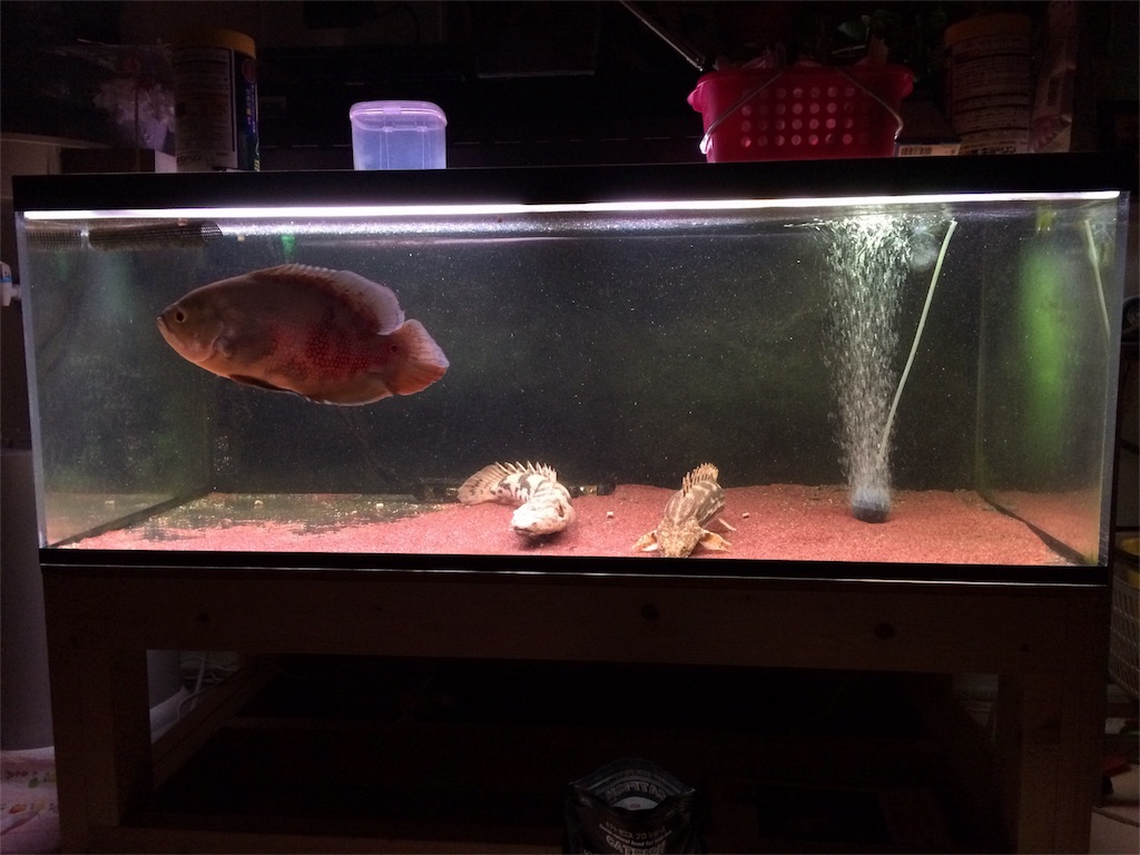 f:id:runx9922:20180429205128j:image オスカー 2年経過 2015年12月10日