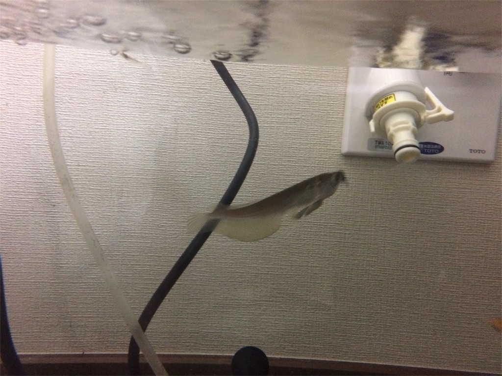 f:id:runx9922:20181029070708j:image f:id:runx9922:20181029070708j:image