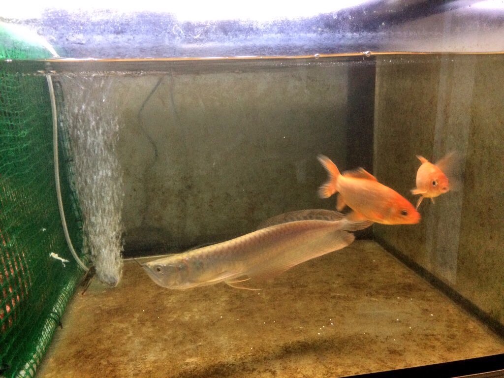 f:id:runx9922:20181030080817j:image f:id:runx9922:20181030080817j:image