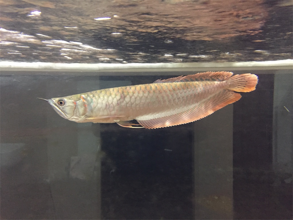 f:id:runx9922:20181030081158j:image f:id:runx9922:20181030081158j:image