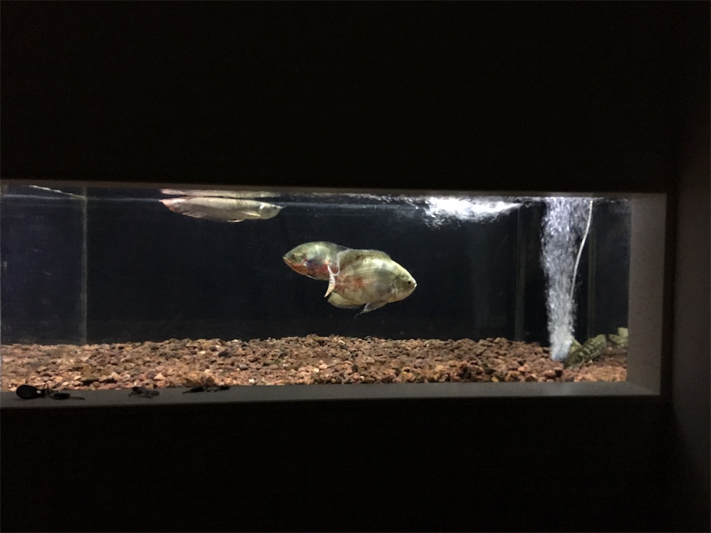 f:id:runx9922:20181030081435j:image f:id:runx9922:20181030081435j:image