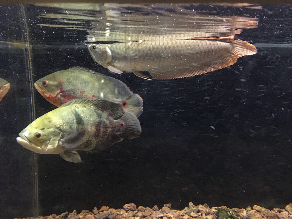 f:id:runx9922:20181030081748j:image f:id:runx9922:20181030081748j:image