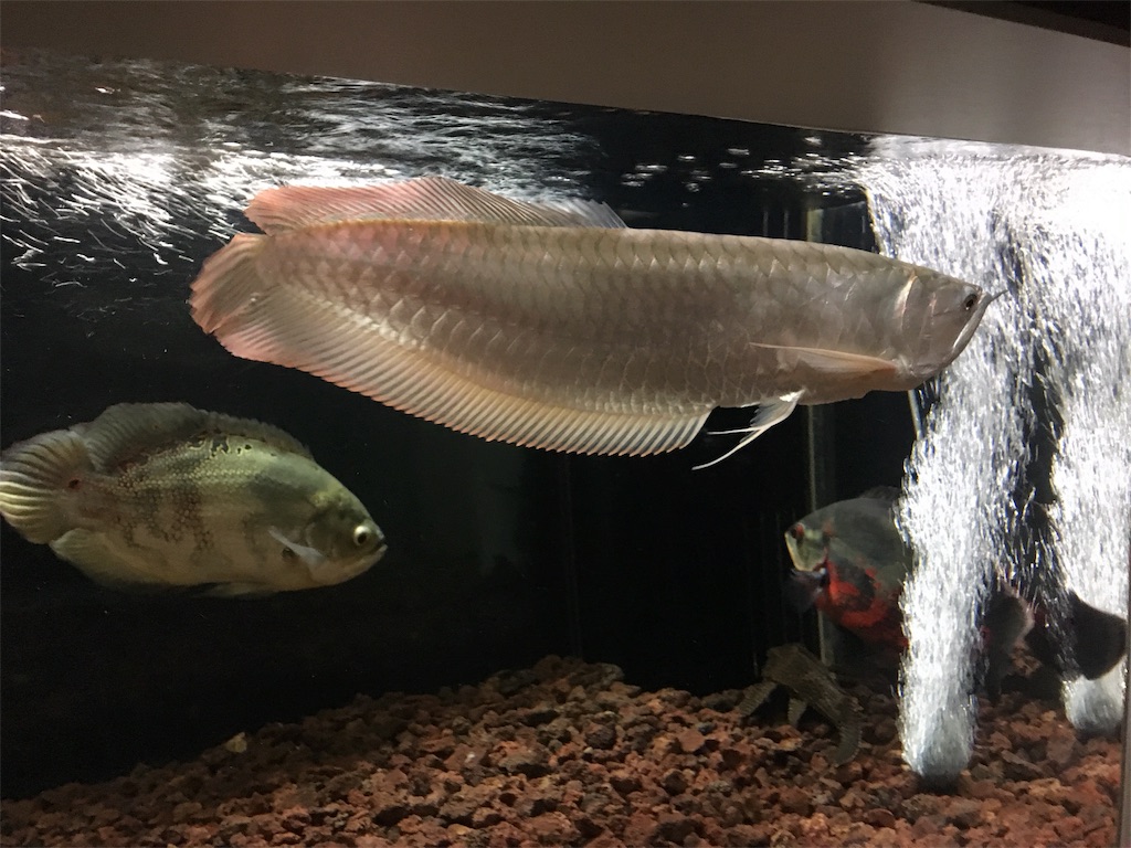 f:id:runx9922:20181030081809j:image f:id:runx9922:20181030081809j:image