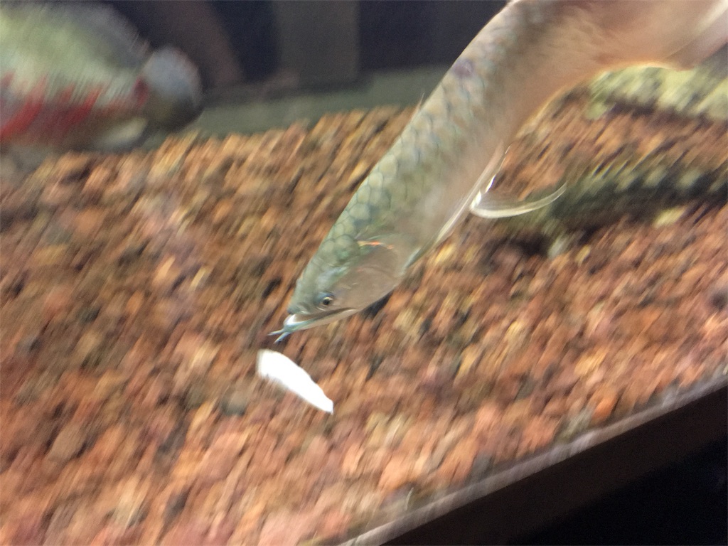 f:id:runx9922:20181030082422j:image f:id:runx9922:20181030082422j:image